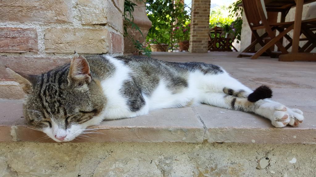 Agriturismo I Terzieri Ferentillo Εξωτερικό φωτογραφία